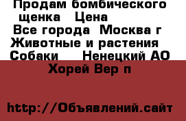 Продам бомбического щенка › Цена ­ 30 000 - Все города, Москва г. Животные и растения » Собаки   . Ненецкий АО,Хорей-Вер п.